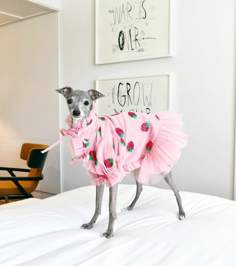 A pet (dog) wearing a pink midi dress with strawberry patterns.
